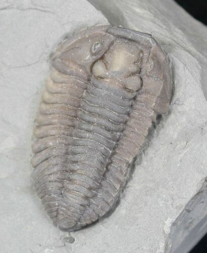 Flexicalymene Trilobite from Ohio #20731